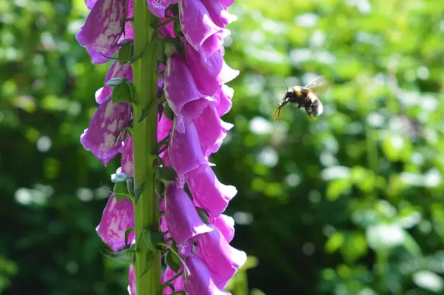 Bee and foxgloves. Pic: Andrew Segal