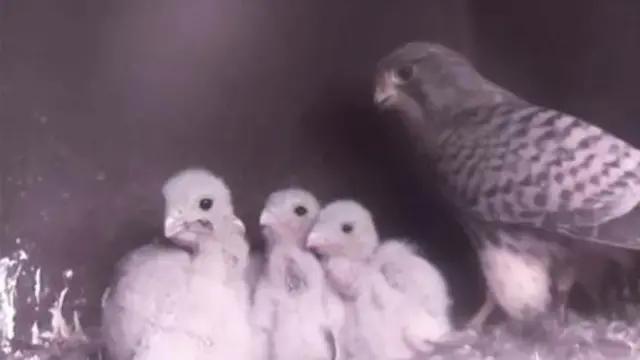 kestrel chicks