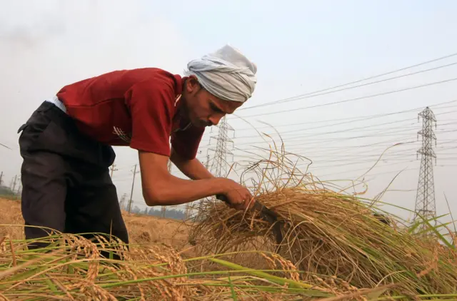 An Egyptian farmer gathers rice stems in a field close to the Nile delta town of Zagazig, 90 kms north of Cairo, on October 23, 2009.