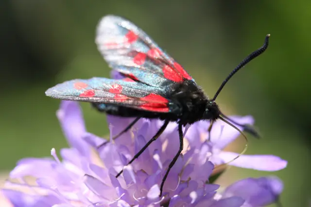 Six-spot burnet moth