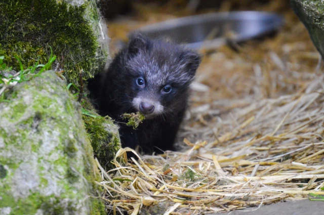 raccoon dog puppies