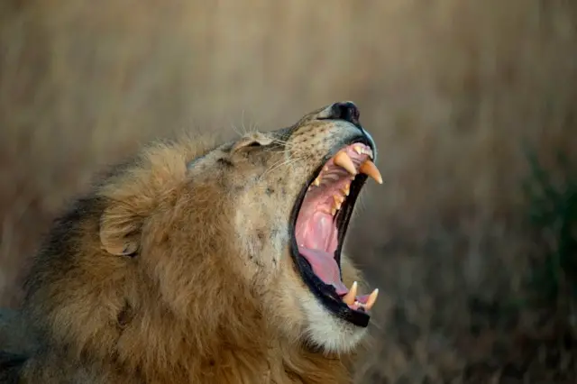 A male lion yawns bareing its teeth