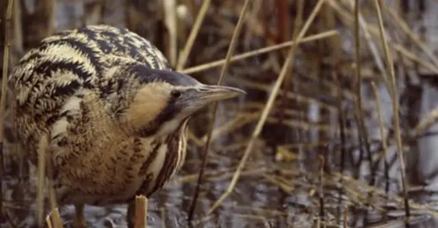 Bittern