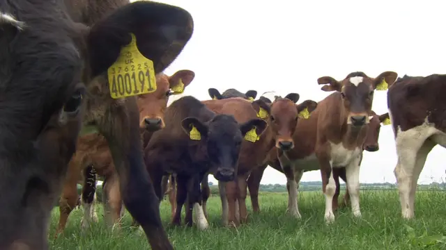 Cows in Jacobstow