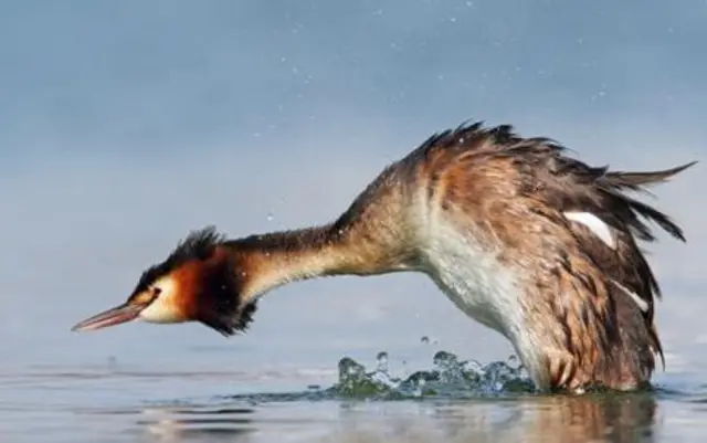 Great creat grebe