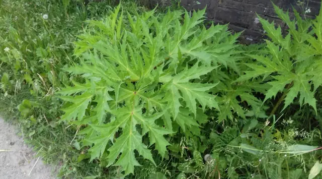 Giant Hogweed