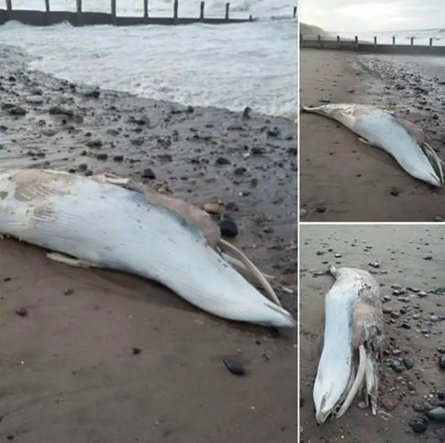 Washed up dead whale
