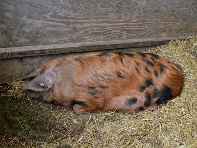 Sleepy piggy