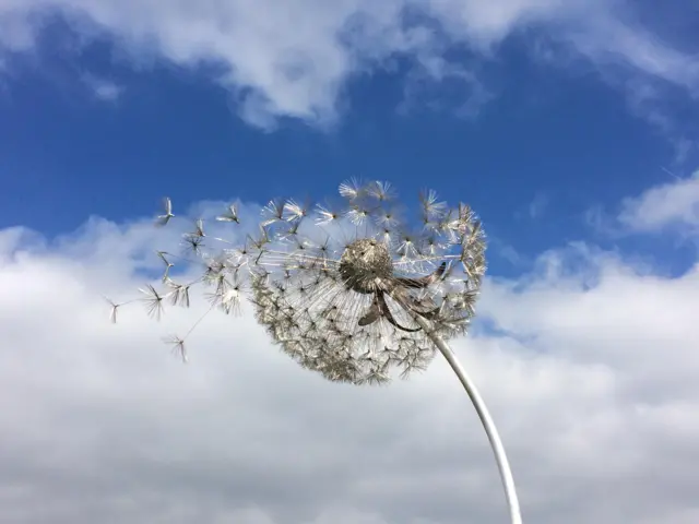 Dandelion