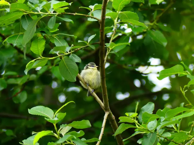 Baby blue tit surrounded by greenery