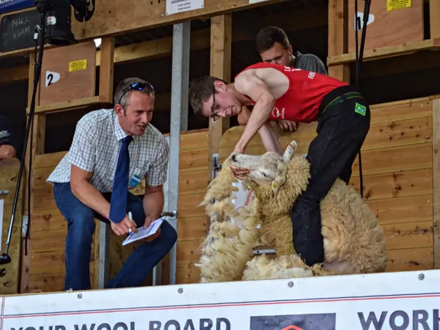 Sheep shearing