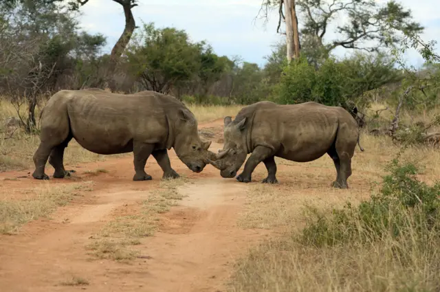 White Rhinoceros