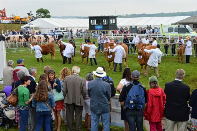 Cattle competition