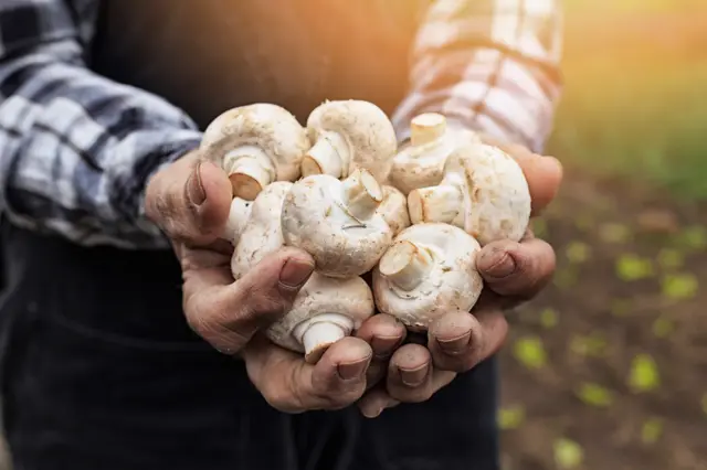 A man holding mushrooms