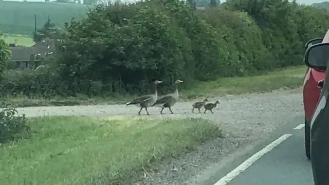 geese and goslings