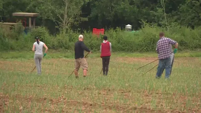 people working in a field