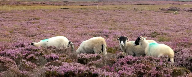 Sheep grazing on moors