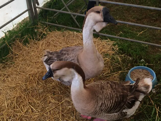 African geese