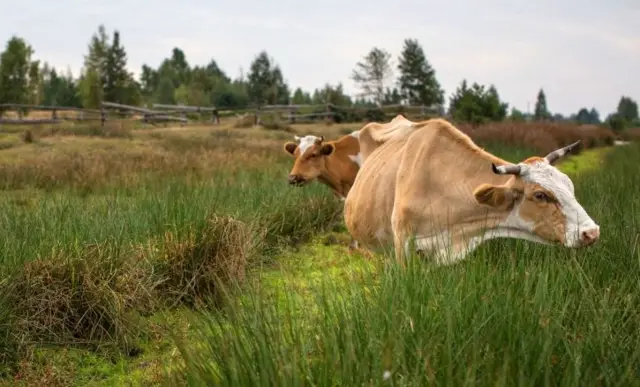 Ukrainian cows