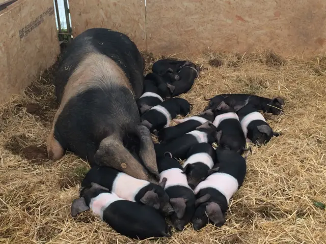 British Saddleback pigs