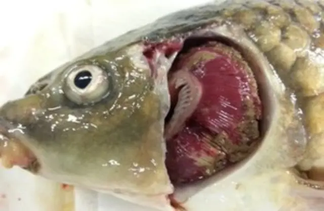 Diseased fish