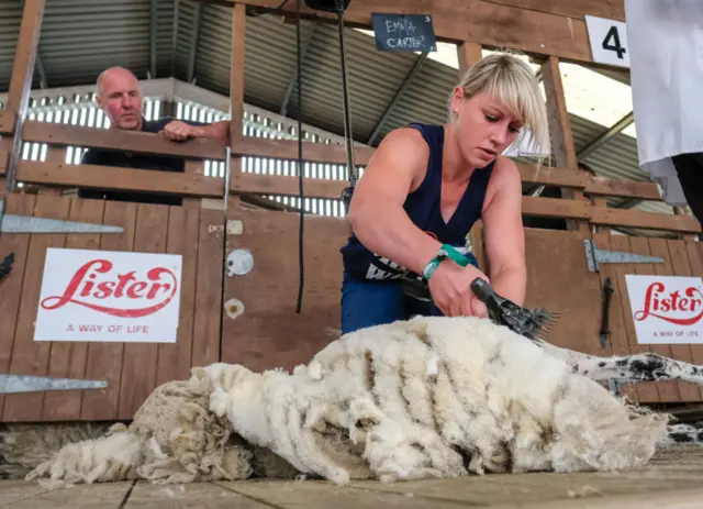 Sheep shearing