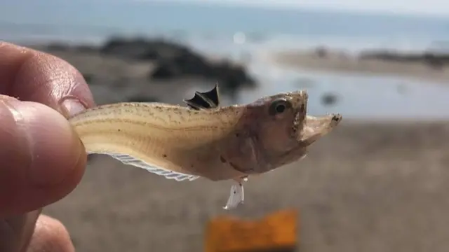 The fish are only small but if stood on can cause severe pain