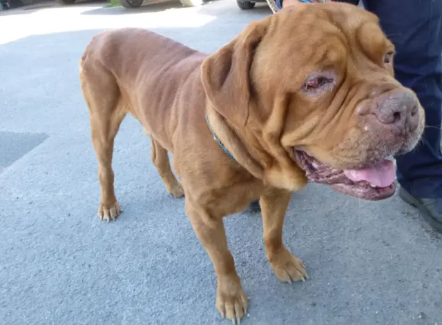 The dogue de Bordeaux looking thin and poorly.