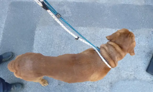 The dogue de Bordeaux looking thin.