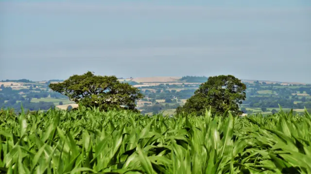 Longnor