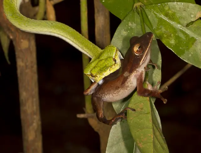 Snake biting a frog