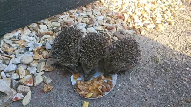 Hedgehogs
