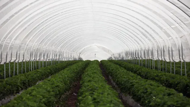 A general view of a polytunnel