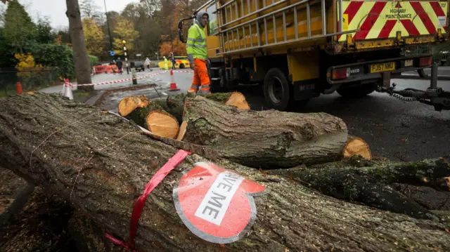 Tree felled with sign attached