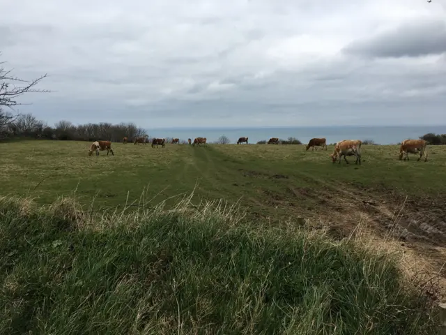 Sark cows