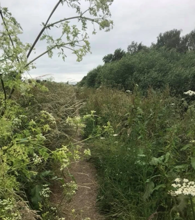 Overgrown verges