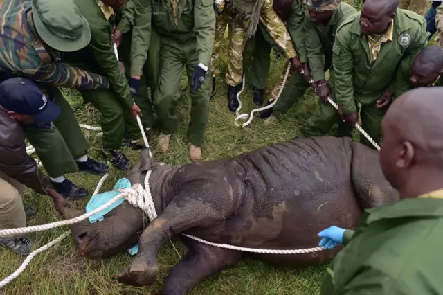 Rhino relocation