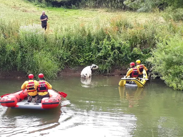 Cow pulled from river by fire service