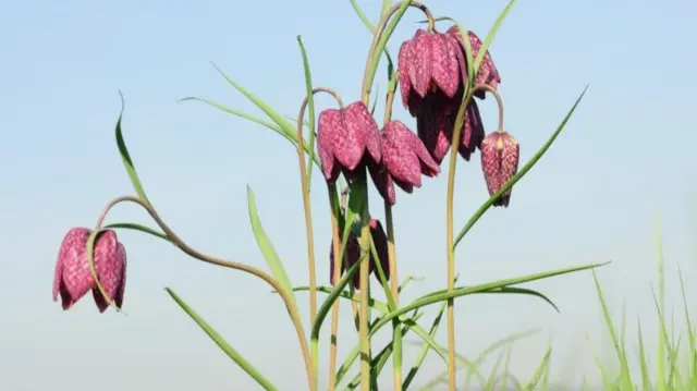 Snake’s head fritillaries