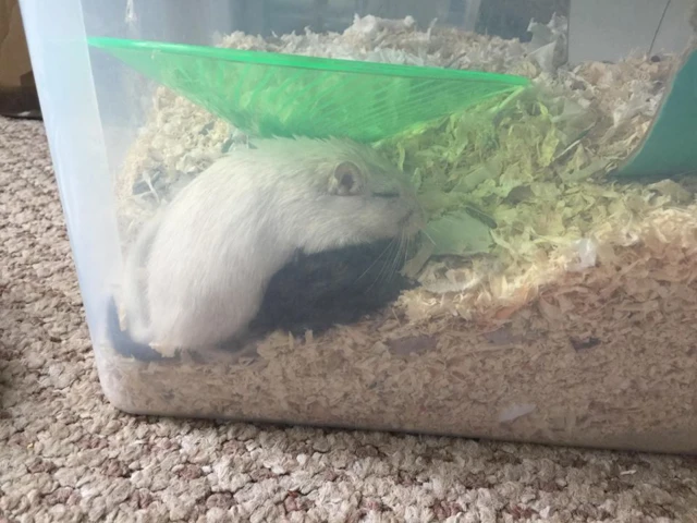 Gerbils in a plastic box