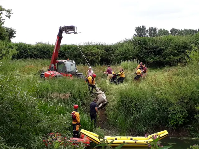 Cow pulled from river by fire service