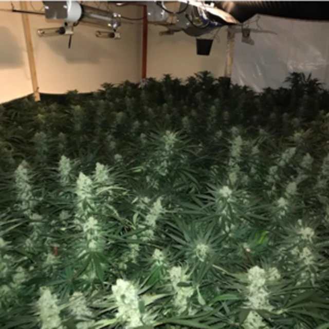 Cannabis farm