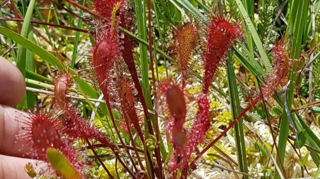 The great sundew