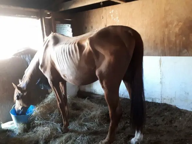 An emaciated horse