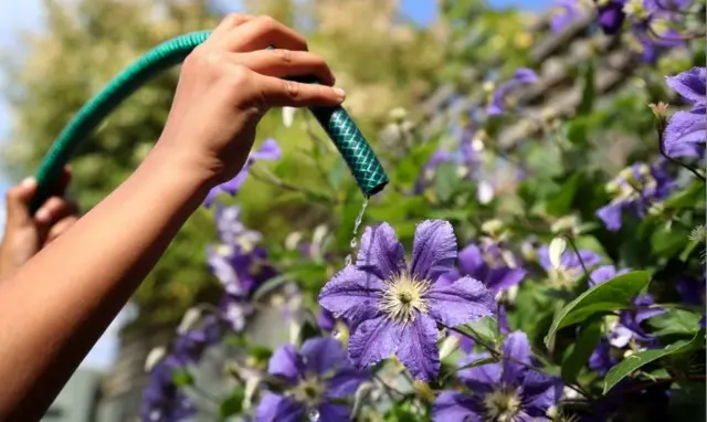 Watering flowers with a hosepipe