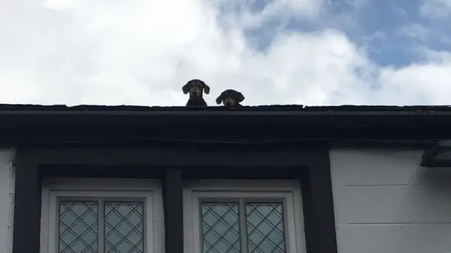 Puppies on roof