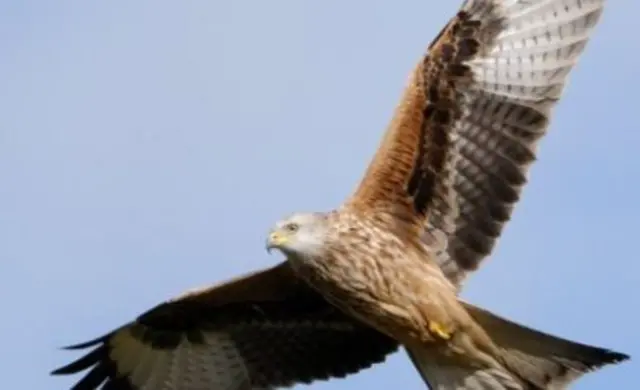 Red Kite