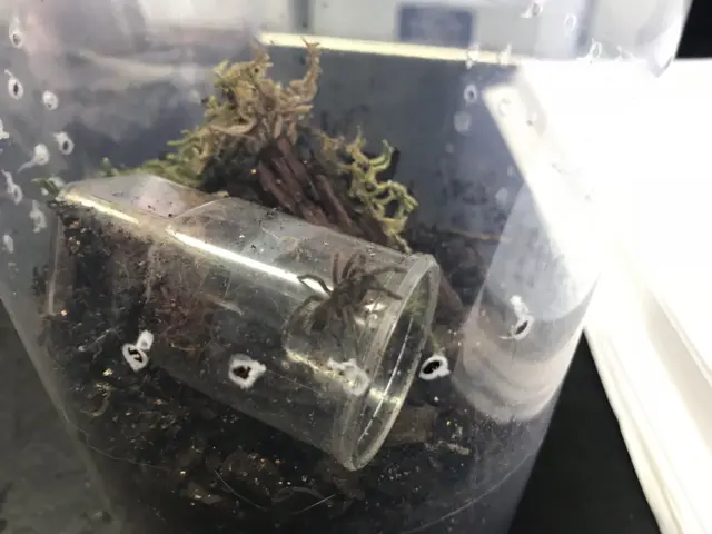 tarantula babies