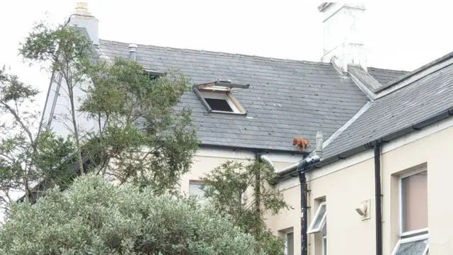 Puppy Thatch on roof