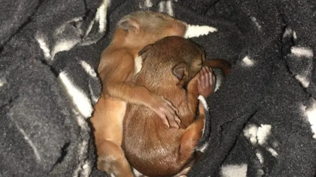 Baby Squirrels